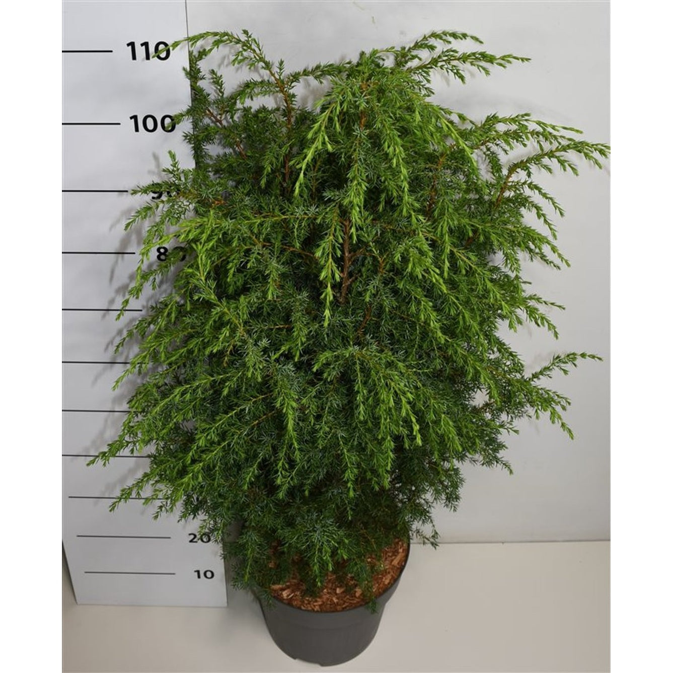 En – Juniperus communis 'Suecica' - C12 60-80 cm.